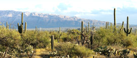 Saguaro cacti in the deserts of Arizona
